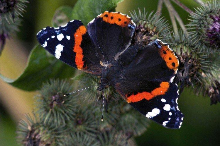 Papillon amiral - photo