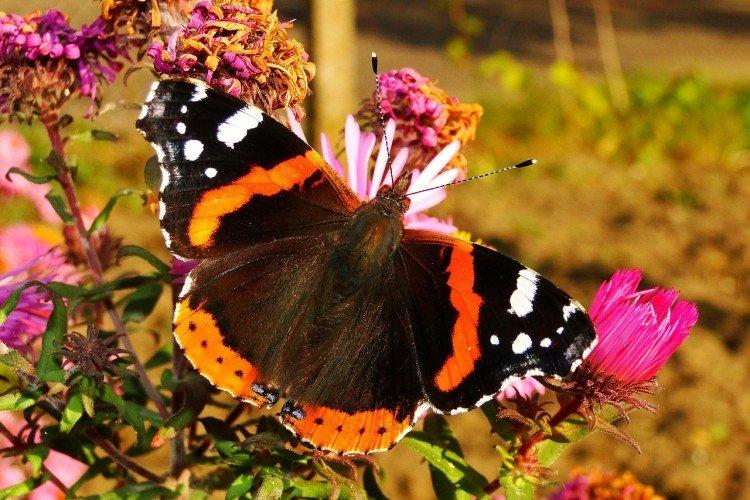 Papillon amiral - photo
