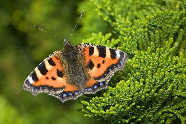 Urticaire papillon - photo
