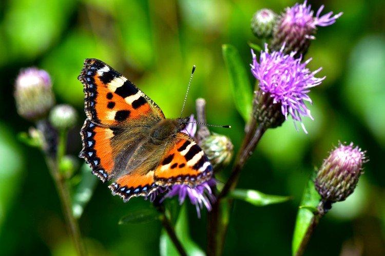 Urticaire papillon - photo