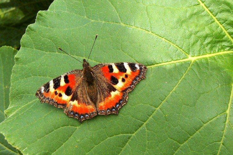 Urticaire papillon - photo
