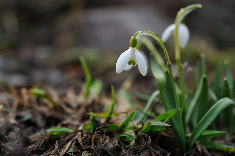 Perce-neige - photo