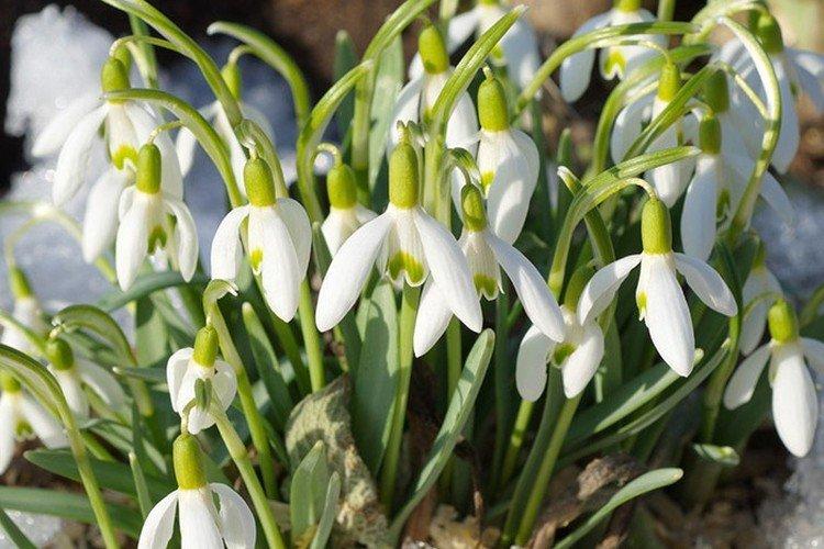 Perce-neige du Caucase