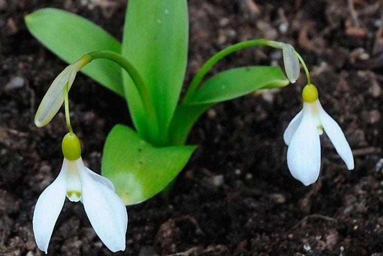 Perce-neige à feuilles larges