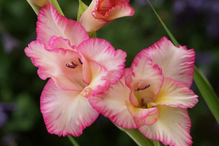 Stockage des ampoules