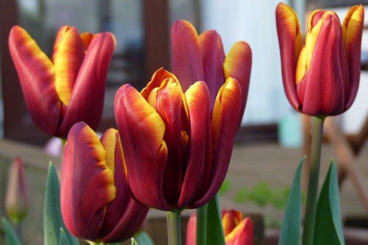 Tulipes - photo