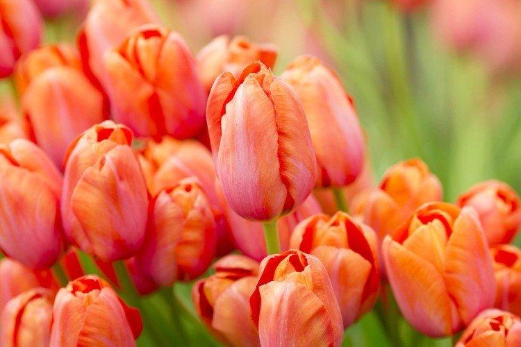 Tulipes simples