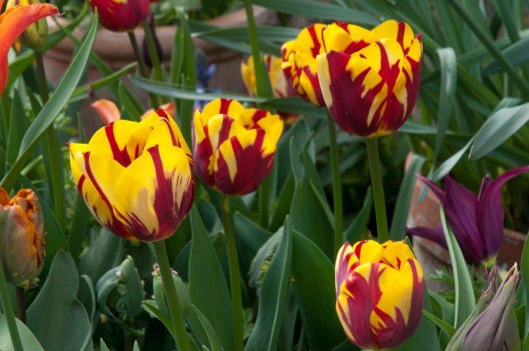 Tulipes - photo