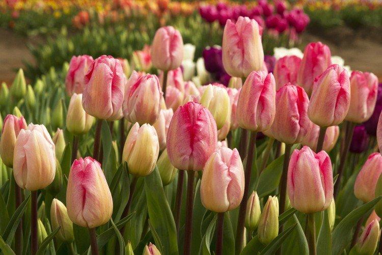 Tulipes - photo