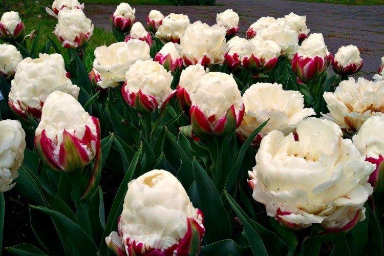 Tulipes - photo