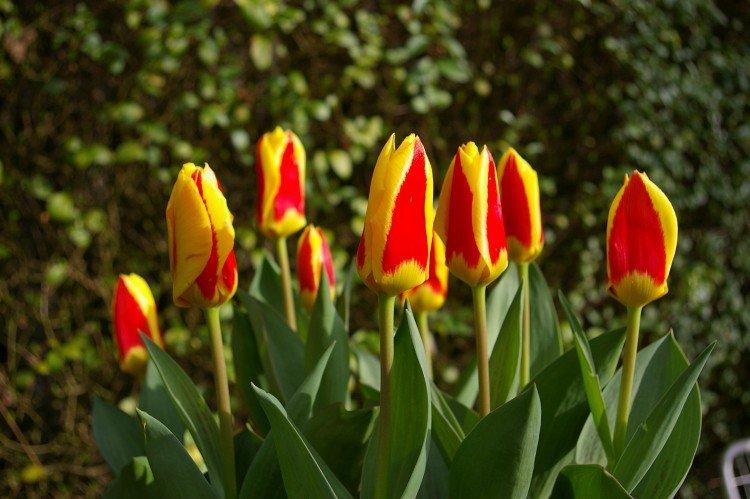 Tulipes - photo