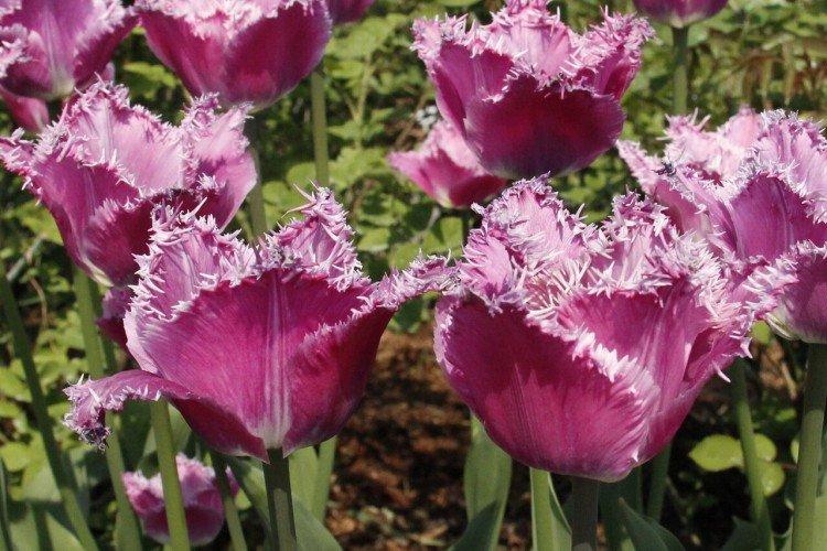 Tulipes frangées