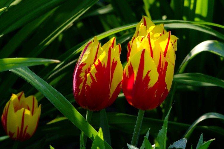 Tulipes - photo