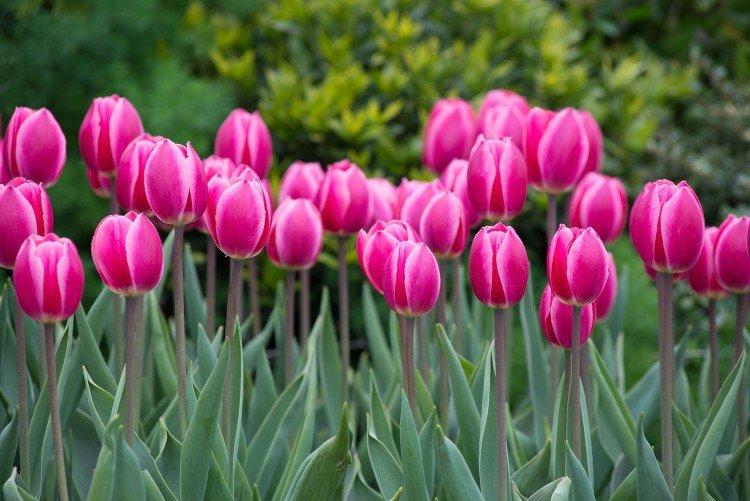 Les tulipes de Darwin
