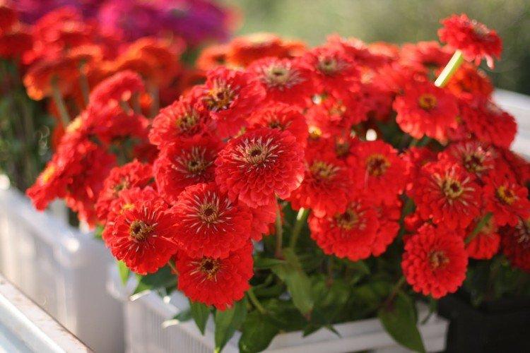 Zinnia en conteneurs