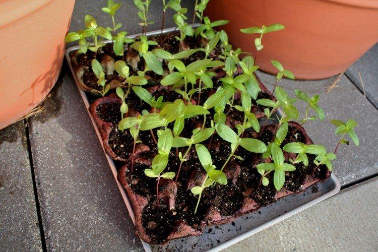 Plantation et sélection