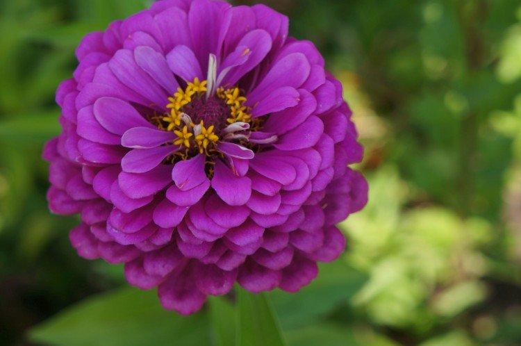 Dahlia zinnia
