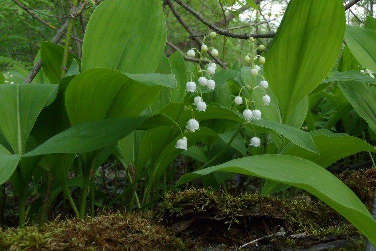 Plantation et sélection