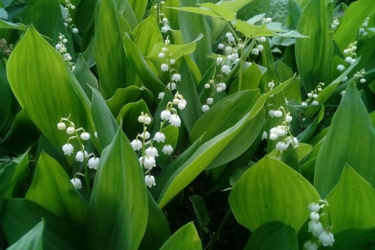 Lys de la vallée - photo