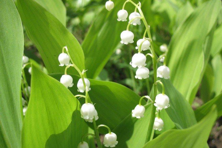 Muguet des montagnes