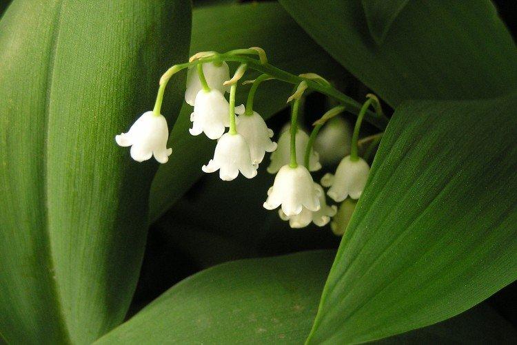 Lys de la vallée - photo