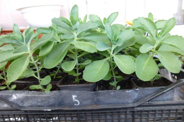 Plantation et sélection