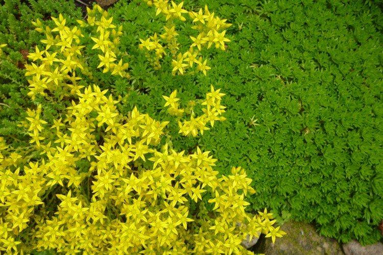 Sédum - photo