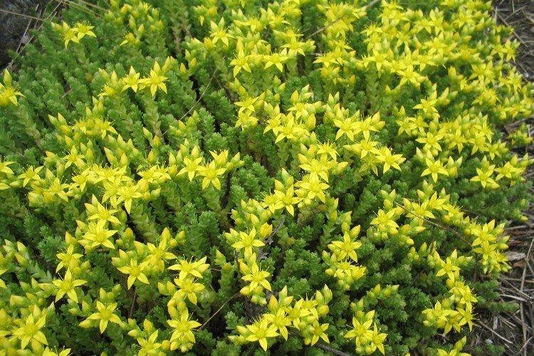 Sedum âcre