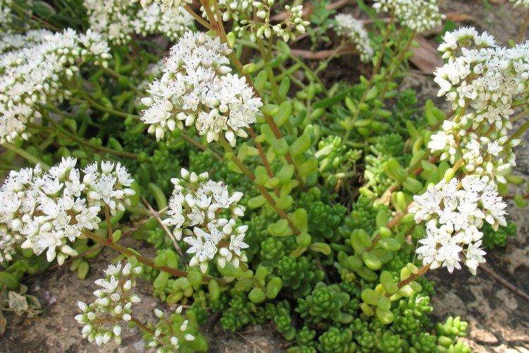 Sédum blanc