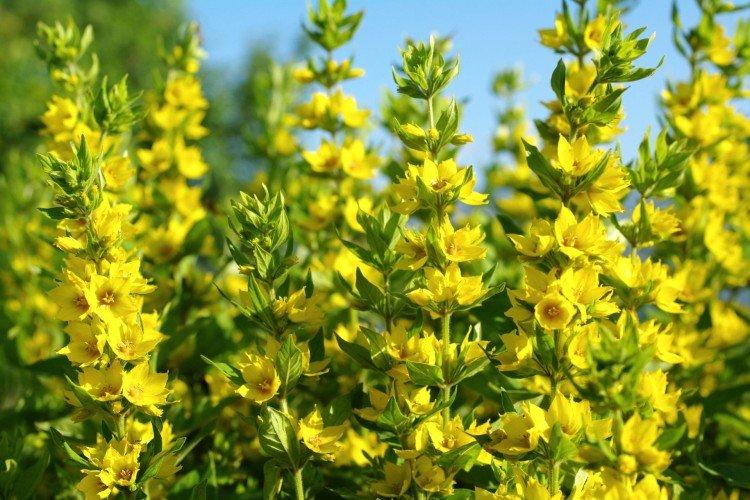 Restriction d'atterrissage