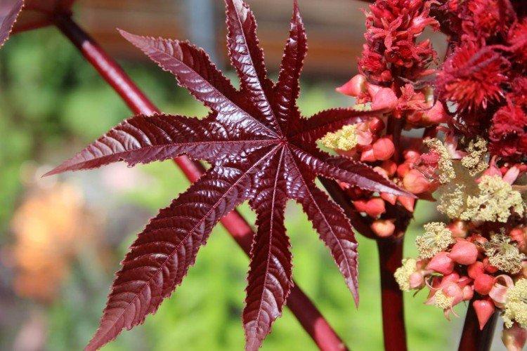 Engrais et alimentation