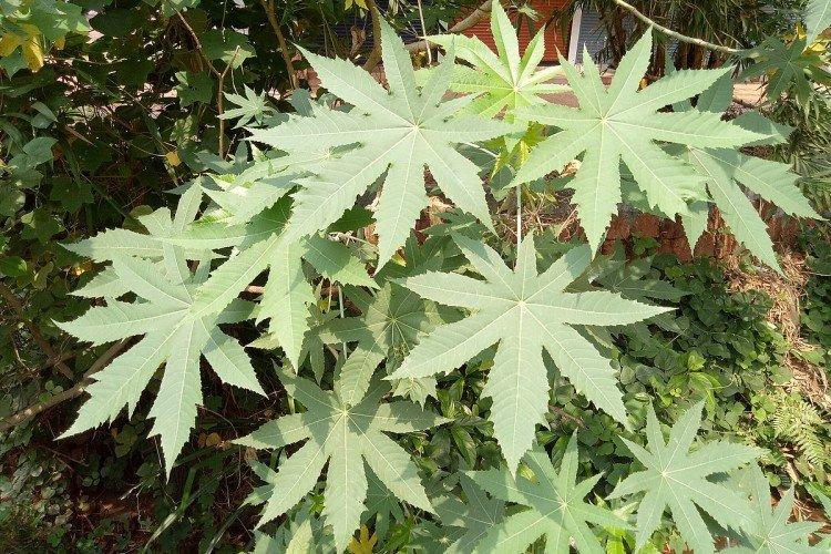 Kleshchevine - photo