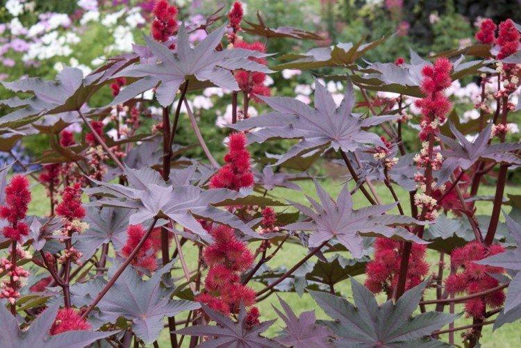 Huile de ricin - photo