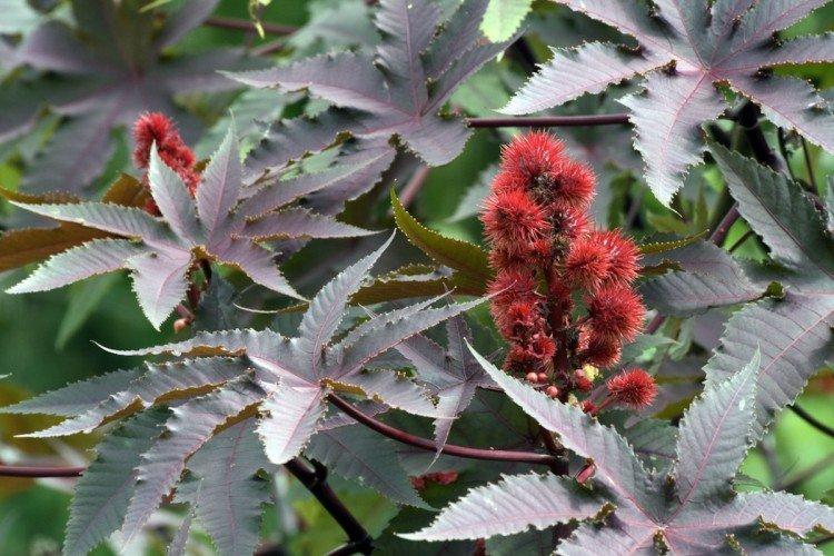 Kleshchevine - photo