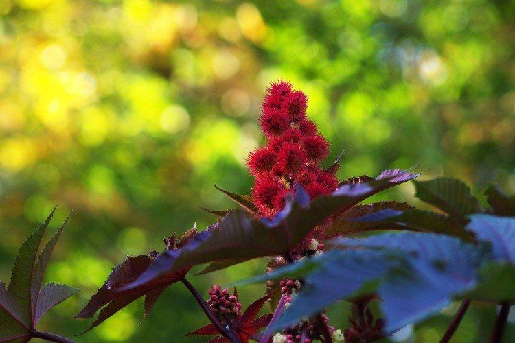 Huile de ricin - photo