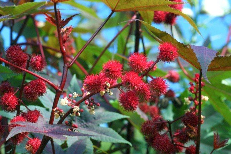 Huile de ricin - photo