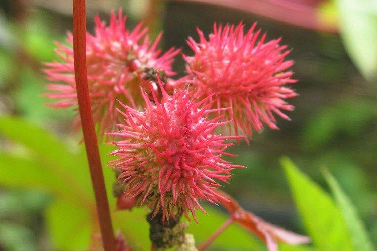 Huile de ricin - photo