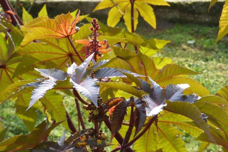 Huile de ricin - photo