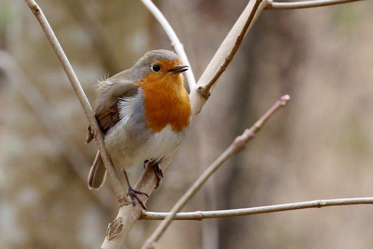 Robin - photo