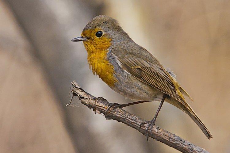 Robins mâles et femelles : différences