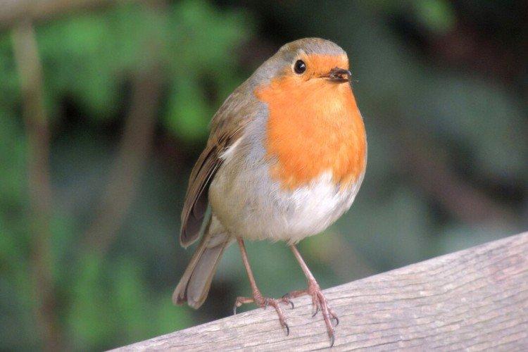 Robin - photo
