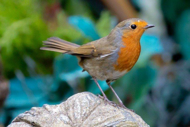 Robin - photo