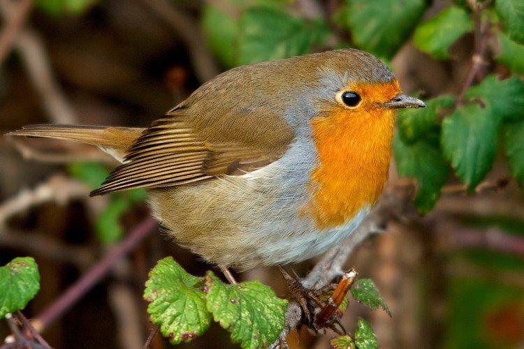 Robin - photo
