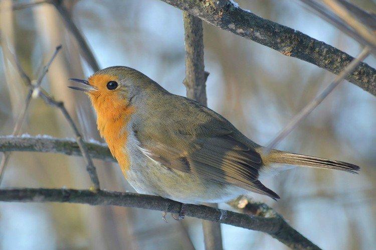 Robin - photo