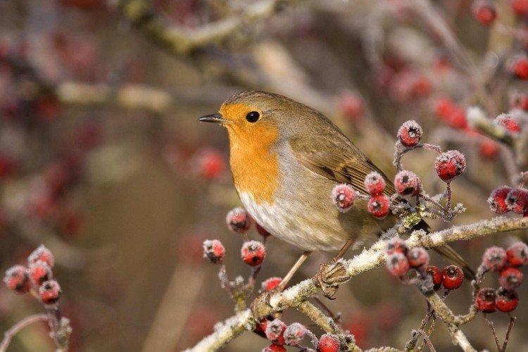 Robin - photo