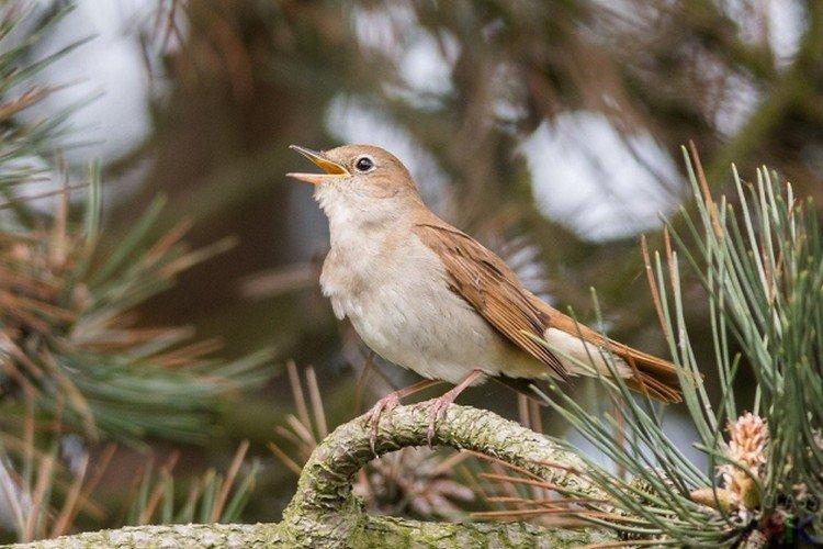 Combien de rossignols vivent