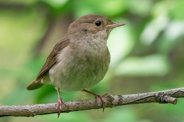 Rester en captivité