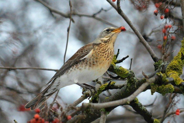 Grive-fieldfare