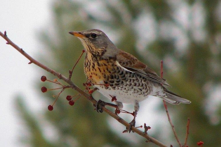 Reproduction de merles