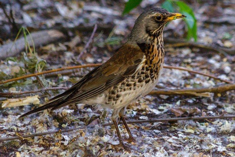 Grives - photo d'oiseau